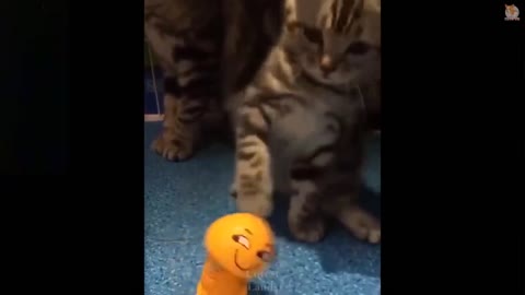 Cat playing with toy funny video 3