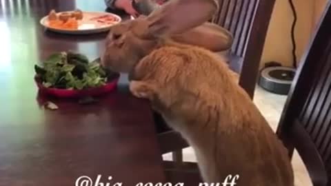 Little Girl And Giant Bunny Share A Meal