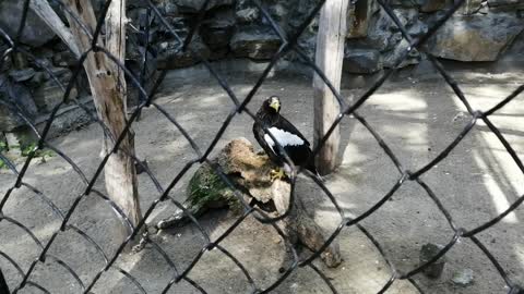 Beautiful eagle at the zoo.