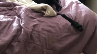 Black dog on pink bed looks over shoulder and wags tail