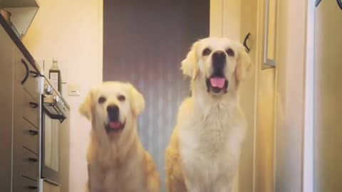 Golden Retrievers Perform New Trick Simultaneously
