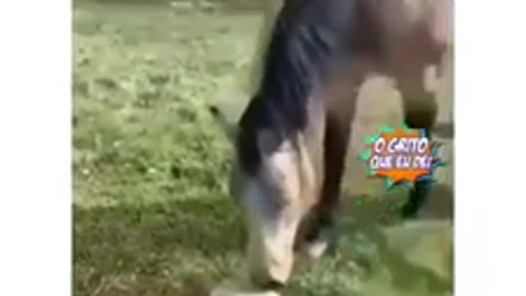 horse and dog get more frightened