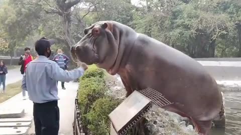 Security guard prevents hippo!!!...