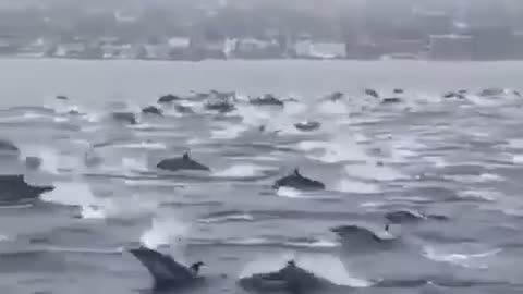 dophins travelling along in the ocean in the cold season
