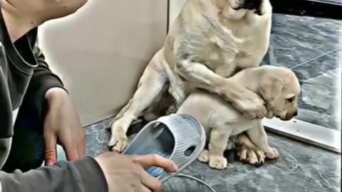 Dog emotional video #motherlove #animalvideos