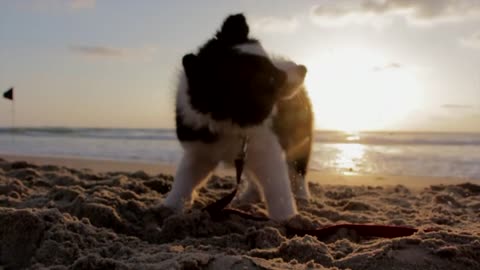 Puppy Dog Playful Beach Sand Play Canine Pet so cute