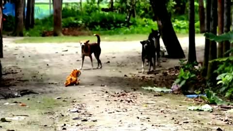Dog vs Tiger toy. #3