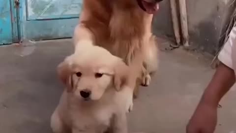 Protective dog dad won't let anyone to touch his puppy