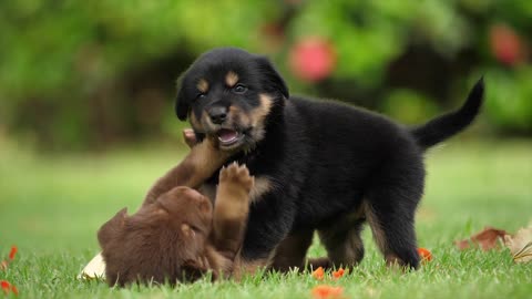 Beautiful puppies in having hugs and kisses in ground