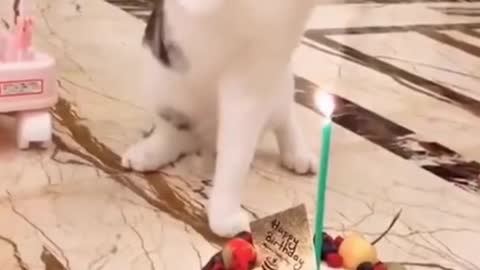 Funny Video Shows This Cat Don't Like Surprise Birthdays | Must See Shorts