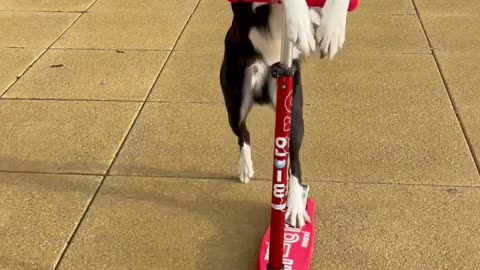 Border Collie Rides a Scooter