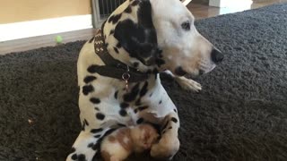 Tiny kitten cuddles with friendly Dalmatian