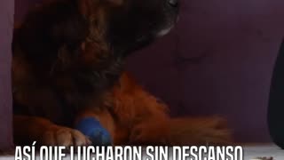 Bron, Un perrito con trauma emocional