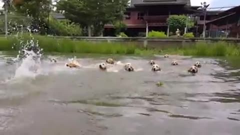[Relax Corner] 16 Golden Retrievers Swimming -Dogs love