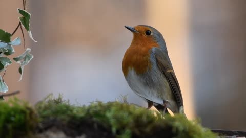 The cute red-breasted bird