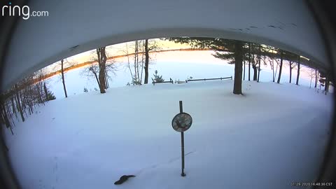 Fun-loving otter slides through backyard snow on security camera