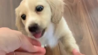 Adorable little puppy learns how to give high-fives for treats