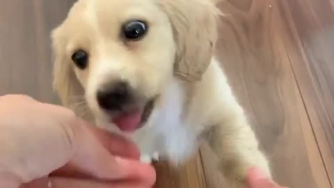 Adorable little puppy learns how to give high-fives for treats