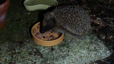 Hedgehog feeding time uk