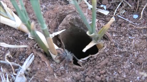 Wolf Spider Encounters More Huge Visitors