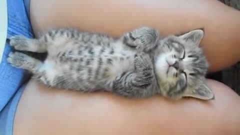 the dreaming kitten!
