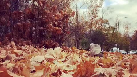 Autumn pug