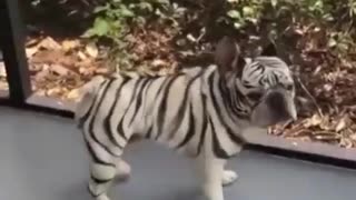 Funny zebra 🤣 🤣 🤣