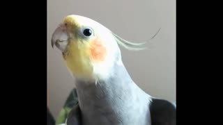 Super Cute And Funny Parrots