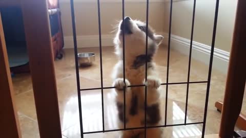 Husky puppy tired of sitting in a cage