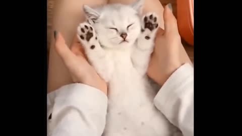 cute little kitten with his paws