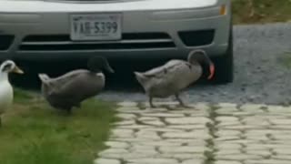 Ducks fighting over tomatoes