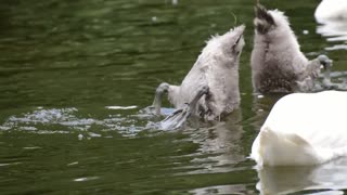 Ducks Challenge For Breath Keeping Around Goose Referee