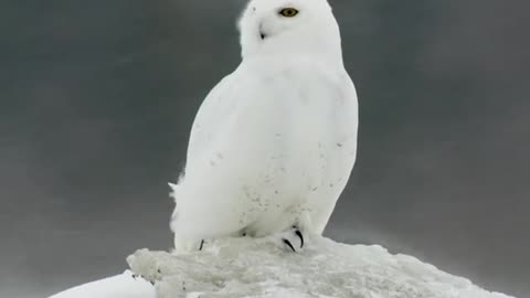 A male snowy owl looking for a rodent during a snowstorm on the Hudson Coast
