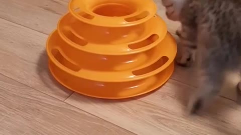 Cute fluffy kitten loves his toys alot