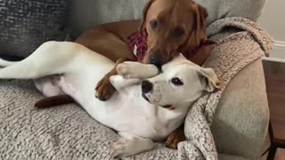 Pair of sweet doggies preciously cuddle with each other