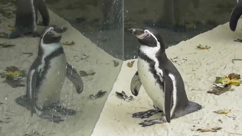 Este engreído pingüino está obsesionado con su propio reflejo