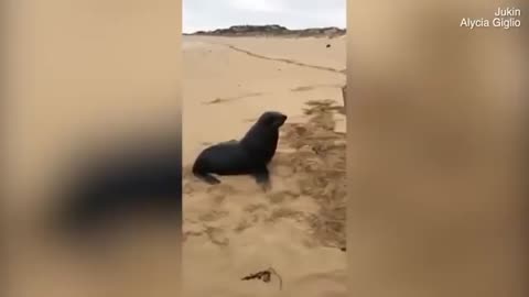 Incredible moment seal tries to steal a fish from an angler