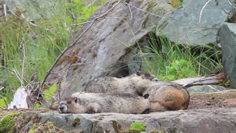 A cute marmots family - so funny and amusing