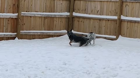 Dogs playing in some snow