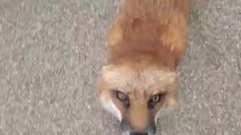 Finnegan Fox throws a temper tantrum