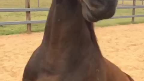 Horse thinks she's a dog!