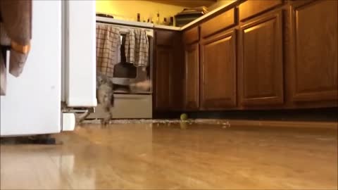 Dog is too fast and destroys the oven OMG! FUNNY