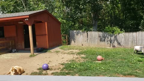 Goats & Miniature Horses at the Zoo