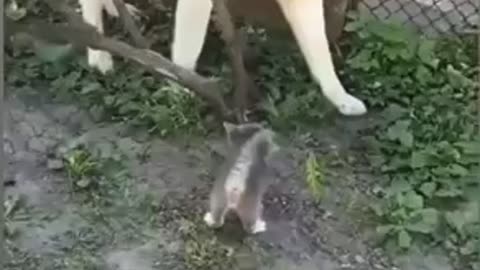 Brave kitten teaching husky a lesson