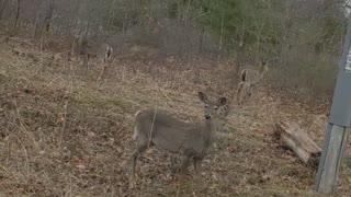 Deer Drive By