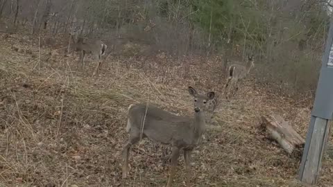 Deer Drive By