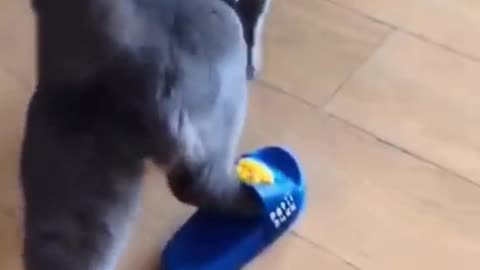 Cat Wearing Shoes in First Time