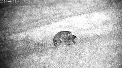 Owl Catches Rabbit