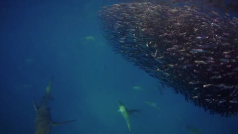 Sharks Round up Bait Balls on the Ningaloo Reef