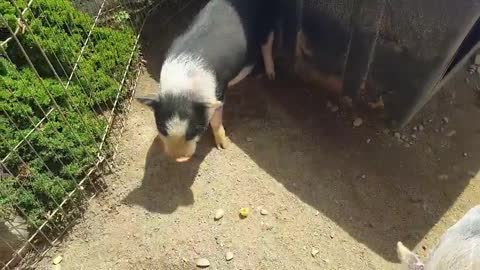 Snack-eating pig